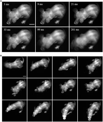 Shortwave infrared fluorescence imaging of peripheral organs in awake and freely moving mice